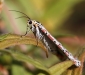 Crimson Speckled Moth 